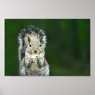 Póster El cierre más cuidadoso de esta fauna de ardilla d