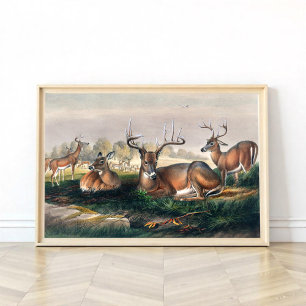 Póster El ciervo de cola blanca