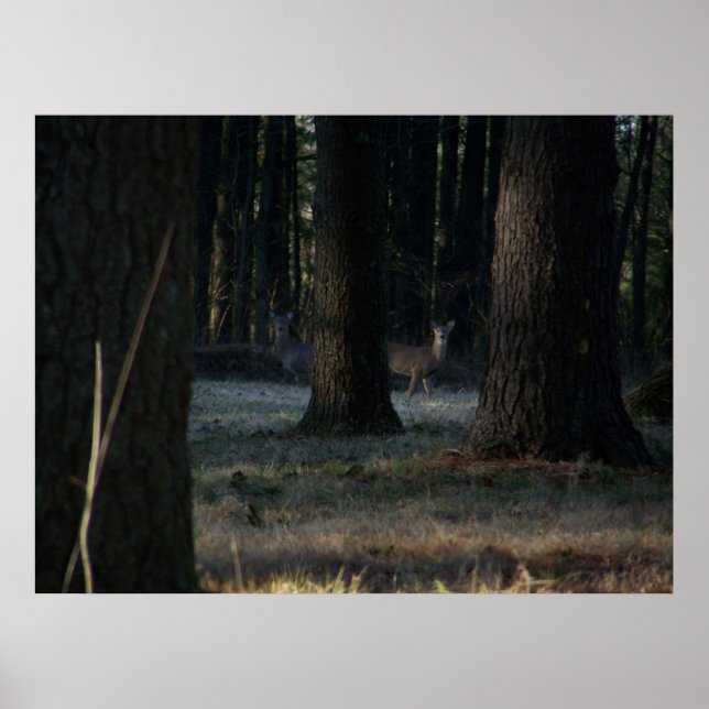 Póster El ciervo oculto (Frente)