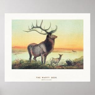 Póster El ciervo wapiti