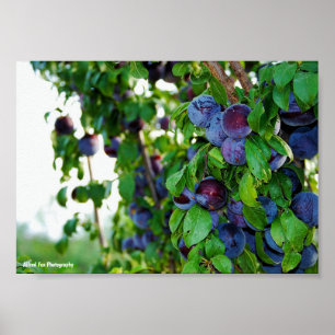 Póster El ciruelo morado