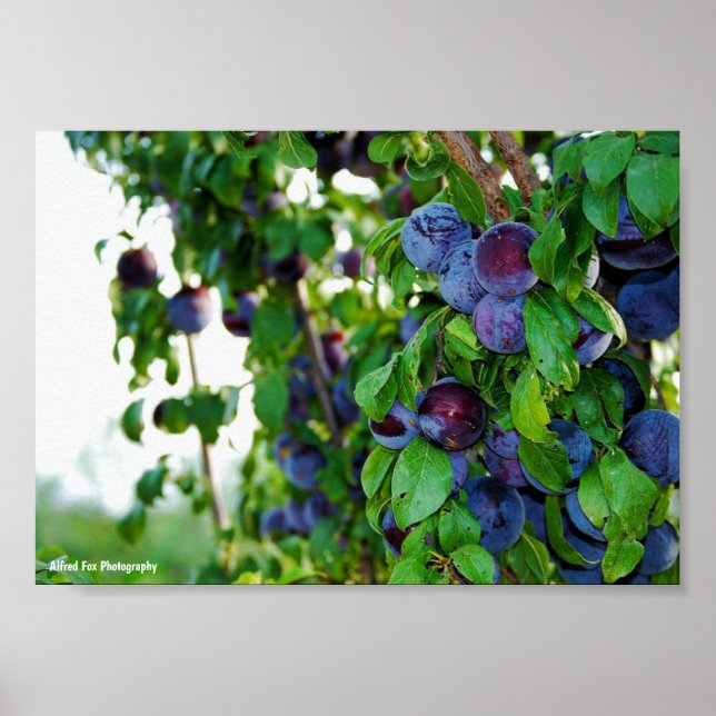 Póster El ciruelo morado (Frente)