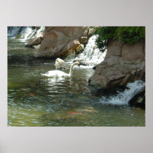 Póster El cisne blanco