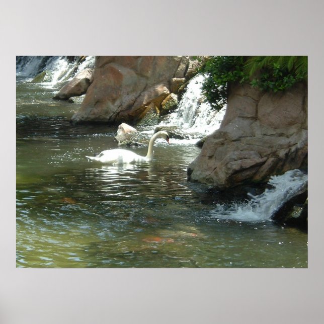 Póster El cisne blanco (Frente)