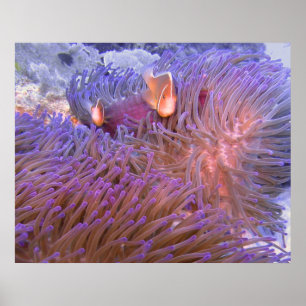 Póster El Clowning alrededor