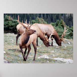 Póster El club de los alces