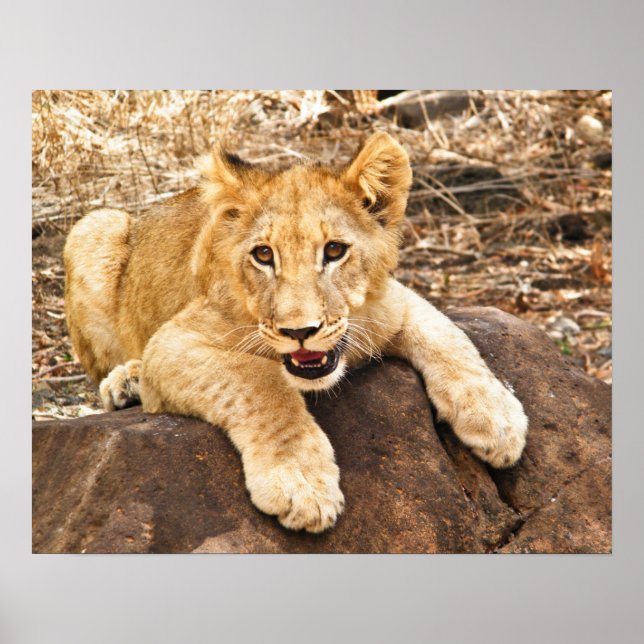 Póster El Club De Tigres Se Toma El Respiro En La Roca (Frente)