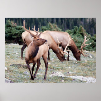 Póster El Club Elks