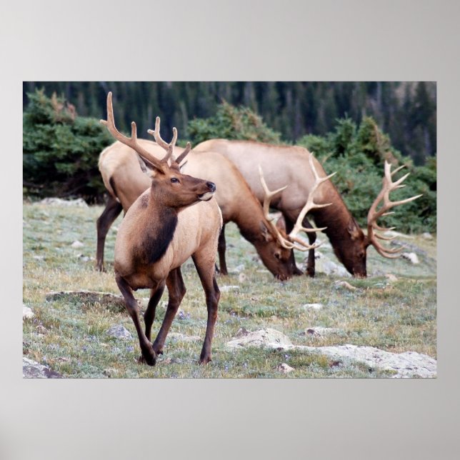 Póster El Club Elks (Frente)