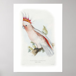 Póster El cockatoo de Leadbeater