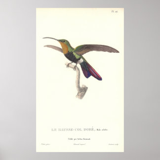 Póster El colibrí acuífero de la lección de Rene Primever