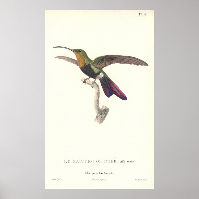 Póster El colibrí acuífero de la lección de Rene Primever (Frente)