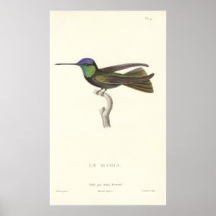 Póster El colibrí del duque de Rivoli en la imprenta anti