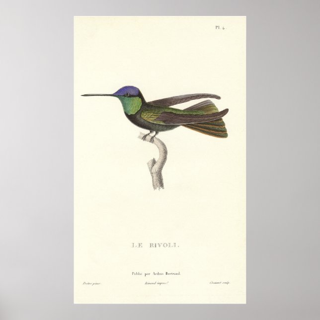 Póster El colibrí del duque de Rivoli en la imprenta anti (Frente)