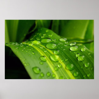 Póster El color de la lluvia.