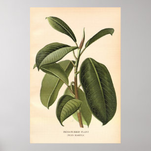 Póster El color del siglo XIX antiguo florece litho