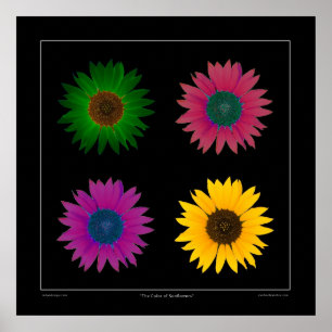 Póster "El color poster del diseñador de los girasoles"