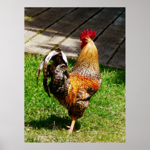 Póster El COMENZAR DEBAJO de $20 - apuntalar el gallo