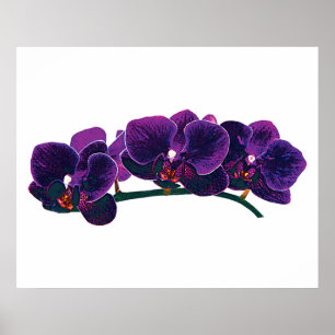 Póster El COMENZAR DEBAJO de $20 - orquídeas púrpuras del