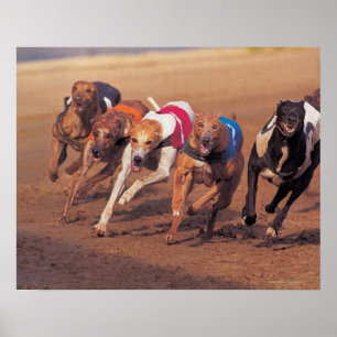 Póster El competir con de galgos en pista
