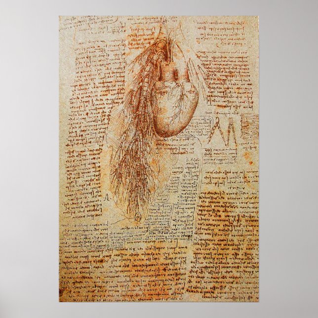 Póster El corazón y las arterias bronquiales (Frente)