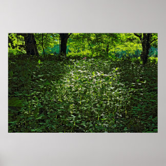Póster El crecimiento bajo luz solar. Bosque de Blackweir