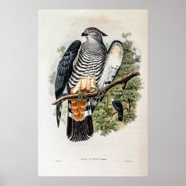 Póster El Cuco-Falcon de Gurney de John Gould (Frente)