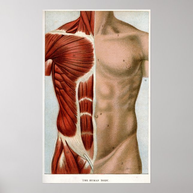 Póster El cuerpo humano (Frente)