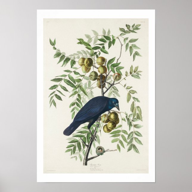 Póster El cuervo americano por Audubon (Frente)