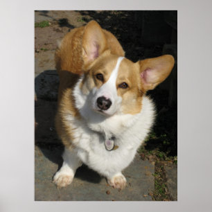 Póster El curioso Corgi