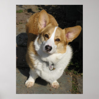 Póster El curioso Corgi