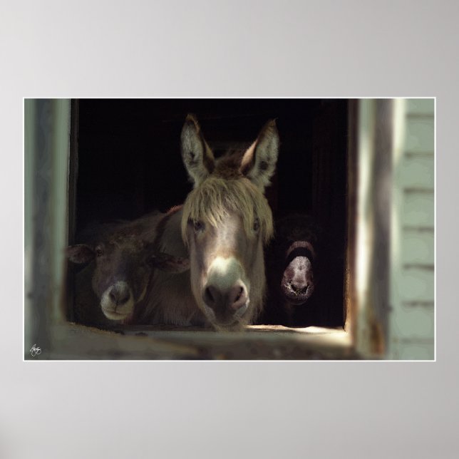 Póster El curioso trío (Frente)