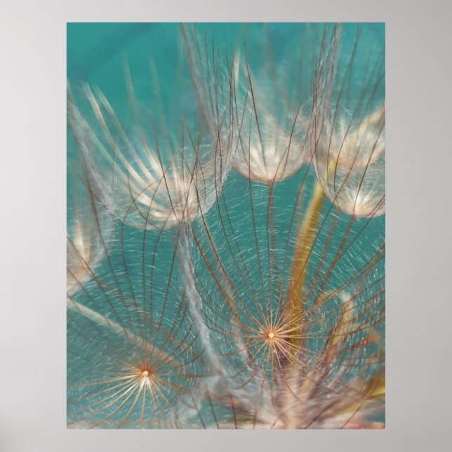 Póster El dandelion blanco en la fotografía de primer pla (Frente)