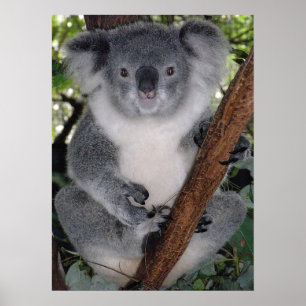 Póster El destino de Koala Zazzle Aussi