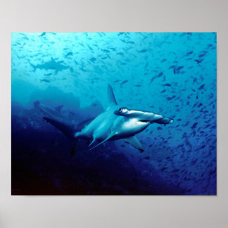 Póster El destino de los animales de los tiburones martil