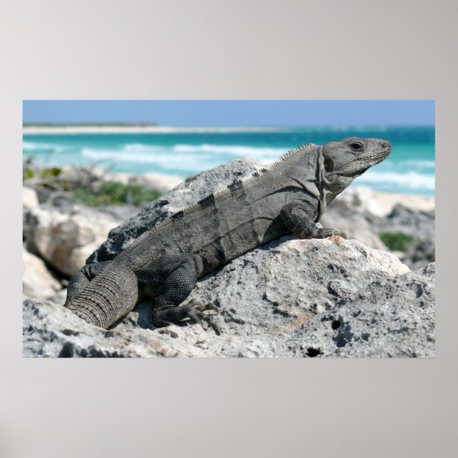 Póster El Día De La Iguana (Frente)