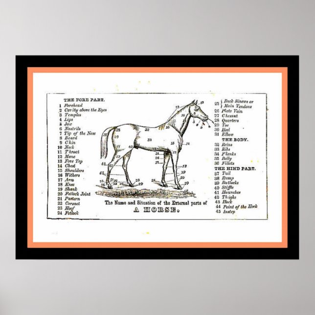 Póster El diagrama de caballos (Frente)