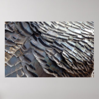 Póster El diseño de la naturaleza abstracta de los plumas