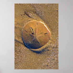 Póster El dólar de arena reveló en la playa el   Hilton