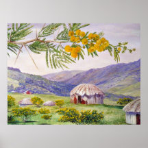 El Doornboom sudafricano y las cabañas de Fingo