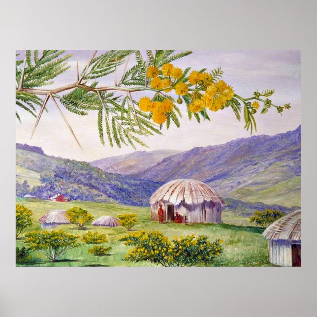 Póster El Doornboom sudafricano y las cabañas de Fingo (Frente)