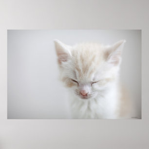 Póster El dormir blanco del gatito