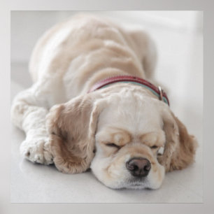 Póster El dormir del perro de cocker spaniel