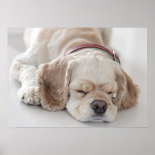 Póster El dormir del perro de cocker spaniel
