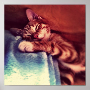 Póster El dormir lindo del gatito