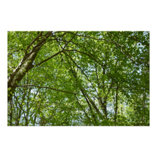 Póster El dosel de la primavera deja la naturaleza verde