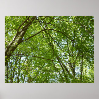 Póster El dosel de la primavera deja la naturaleza verde