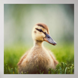 Póster El Ducking del pato silvestre del bebé
