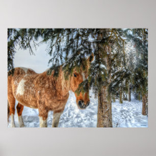 Póster El dulce Palomino Paint Caballo resguardado de la