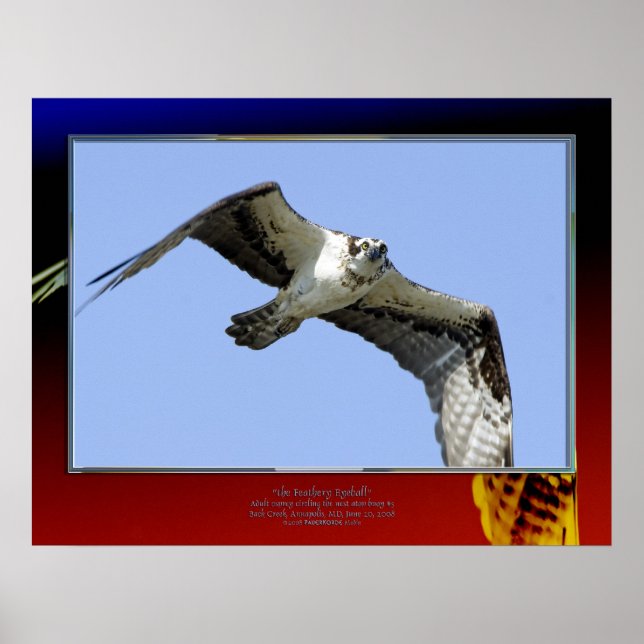 Póster el ébola de Feathery (Frente)